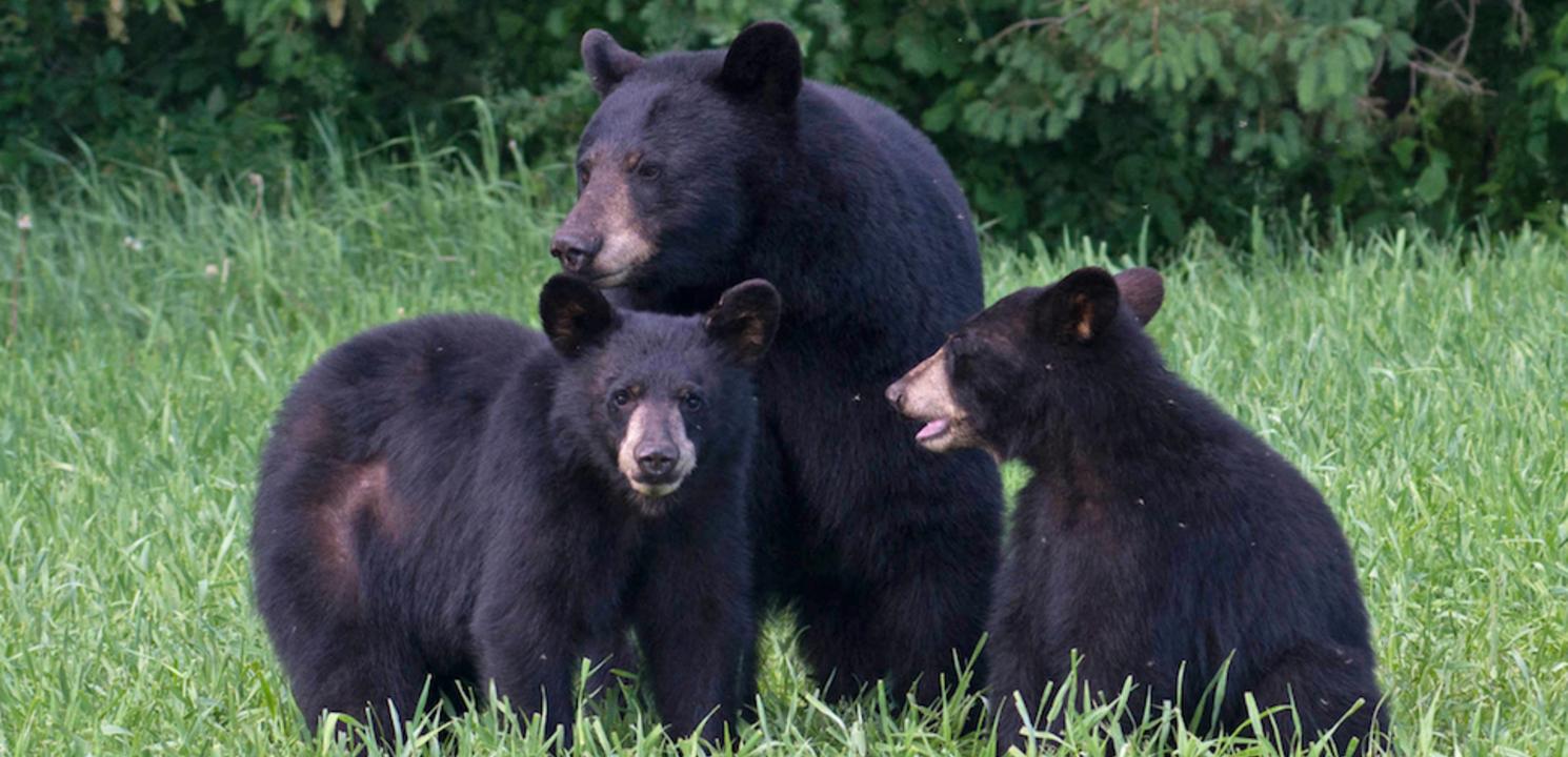 Black bears in Ontario Part 2 – Harvest Hastings