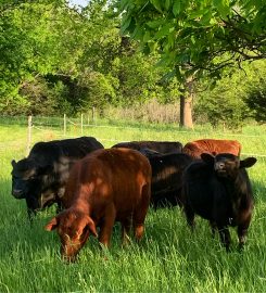 Hickory Hill Forest Farm